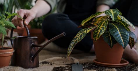 Suas Plantas Morrem Rapidamente Erros Que Voc Est Cometendo Na