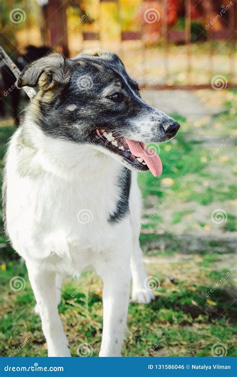 Perro Blanco Hermoso Con Los Puntos Negros Foto De Archivo Imagen De