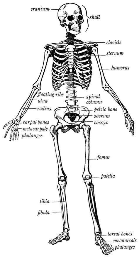 Human skeleton | ClipArt ETC