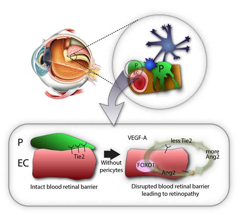 Loss Of Pericytes Deteriorates Retinal Enviro Eurekalert