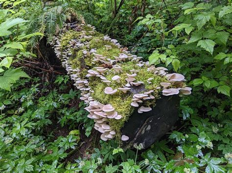 How to Find Oyster Mushrooms - A-Z Animals