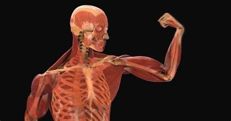 Anatomia Muscular Del Cuerpo Humano Seonegativo