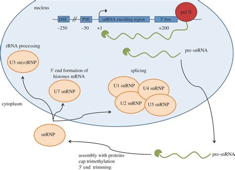 Regulation Of Expression Of Human Rna Polymerase Ii Transcribed Snrna