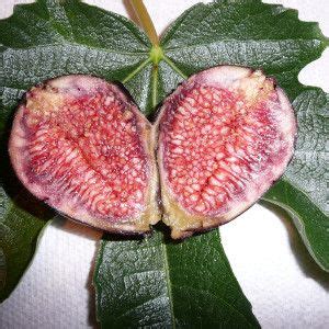 Violet De Bordeaux Fig Berry Plants Fig Plant Fruit Plants