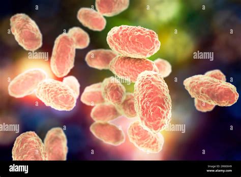 Bacteria De La Tos Ferina Bordetella Pertussis Ilustraci N Por