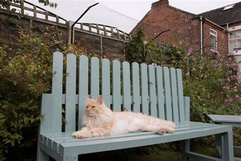 9 Easy Steps to DIY Your Own Cat Fence - Katzenworld