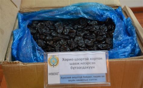Хар чавганаас хортон шавж илэрчээ | News.MN