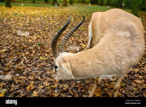 Goiter gazelle gazella subgutturosa asian gazelle species hi-res stock photography and images ...