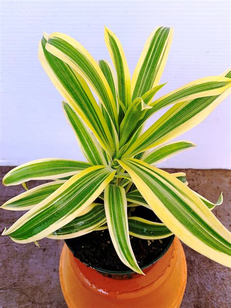 Dracaena Reflexa Song Of India Brian S Botanicals