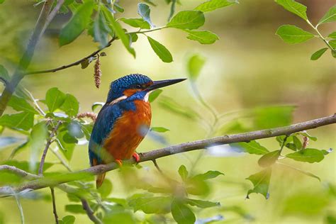 Eisvogel Kingfisher Alcedo Atthis Mein Erstes Richtige Flickr