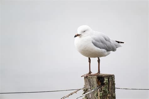 Seagull Silver Gull Bird Free Photo On Pixabay