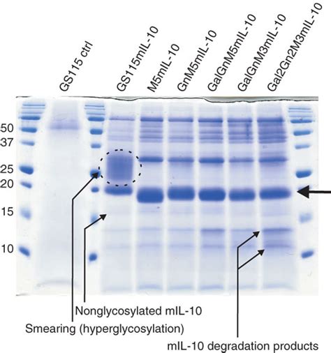 Sds Page Analysis Of Medium Proteins From Mil Producing