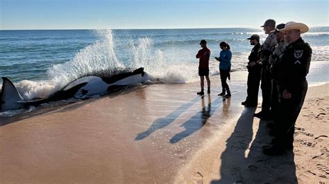 Killer Whale Dies After Grounding Itself On Florida Beach Cnn