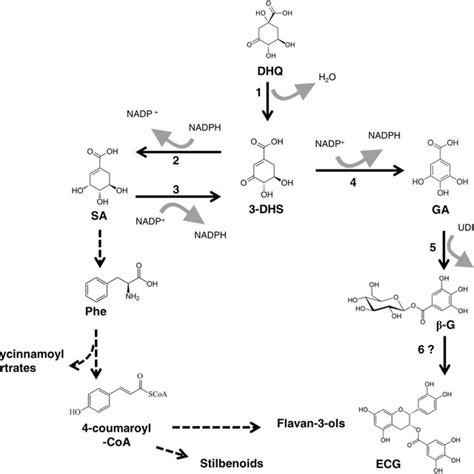 Gallic And Shikimic Acid Biosynthesis In Plants Reaction 1