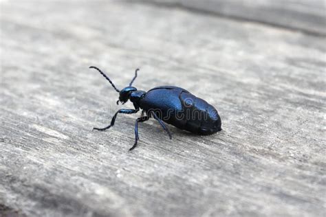 Violet Oil Beetle Meloe Violaceus Stock Photo Image Of Parasite