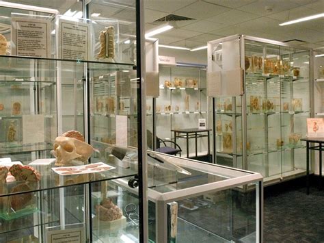 Learn about some of Australia’s biggest killers at the Museum of Human ...