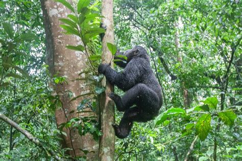 Tripadvisor 4 Tage Privates Gorilla Trekking Im Bwindi Nationalpark