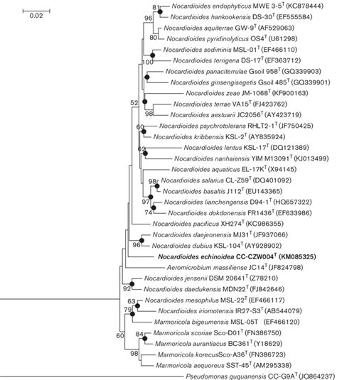 Phylogenetic Analysis Based On 16s Rrna Gene Sequences Showing The