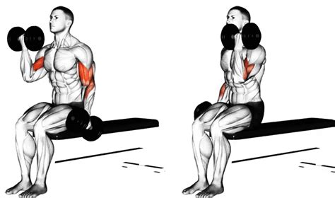 Seated Dumbbell Curl Hareketi Nedir Nasıl Yapılır