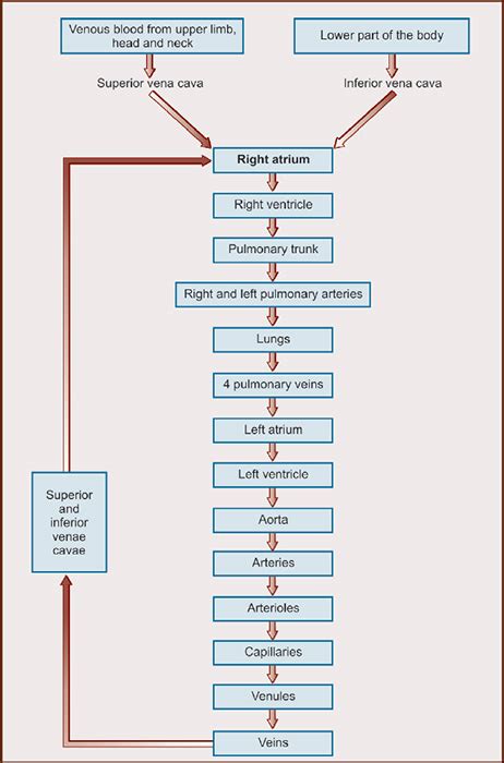 Systemic Circulation Flow Chart