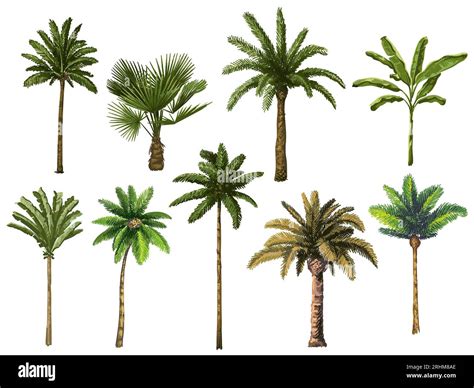 Colourful Hand Drawn Palm Tree Retro Tropical Coconut Trees Vintage Miami Palms Vector