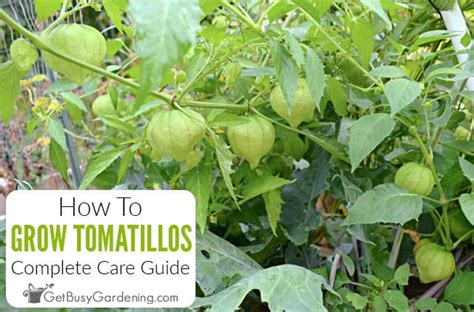 Growing Tomatillos The Complete How To Guide