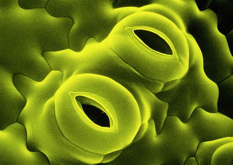 False Col Sem Of Tobacco Leaf By Dr Jeremy Burgess Science Photo Library