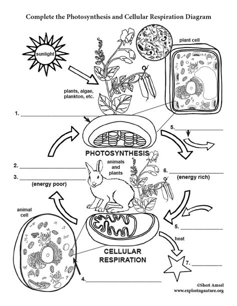 Cellular Respiration Photosynthesis Coloring Sheet Coloring Pages