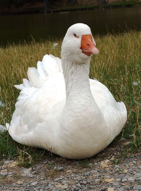 Eine Gans Im Wildpark Foto And Bild Tiere Zoo Wildpark And Falknerei