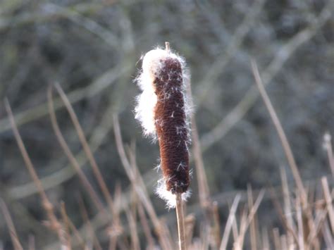 bullrush nature photography nature flowers