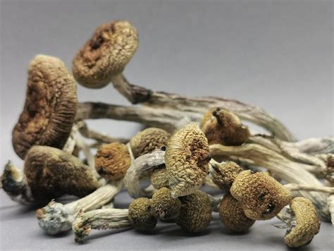 Cogumelo P Cubensis Cambodian Pacotes De 1g