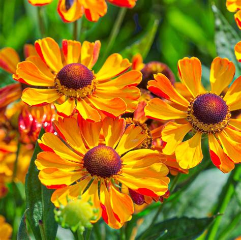 30 Beautiful Orange Flowers To Plant In Your Garden In 2024