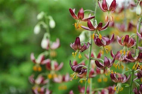 Lilium martagon - BBC Gardeners World Magazine