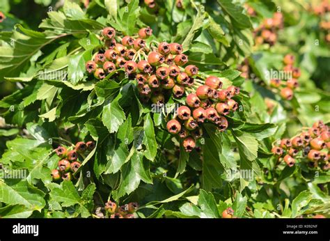 Chinese Hawthorn Crataegus Pinnatifida Var Major Stock Photo Alamy