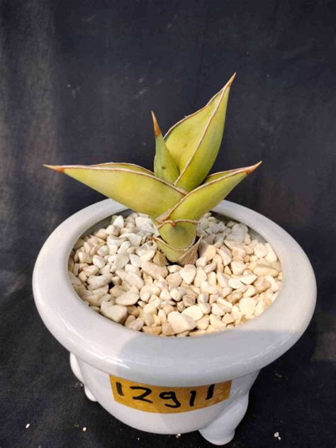 Sansevieria Pinguicula Variegated Bare Rooted Furniture