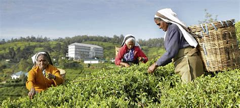 Tea Culture in Sri Lanka – Kuoni Travel