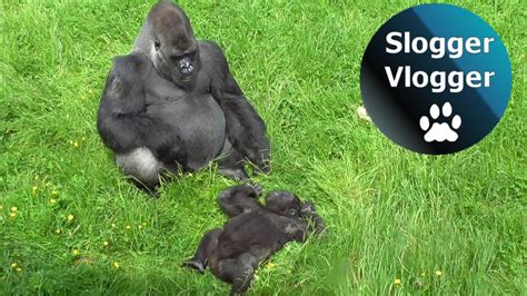 Cheeky Baby Gorilla Trolls Silverback Dad Youtube