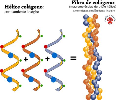 Tema 03 04 Niveles estructurales de las proteínas