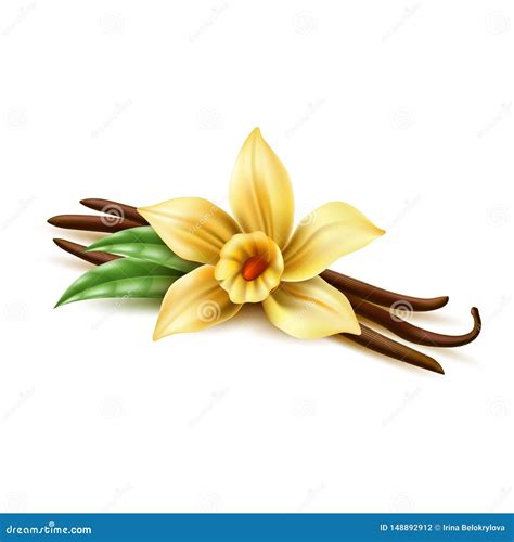 Vector Realistic Vanilla Flower Dry Bean Sticks Stock Vector