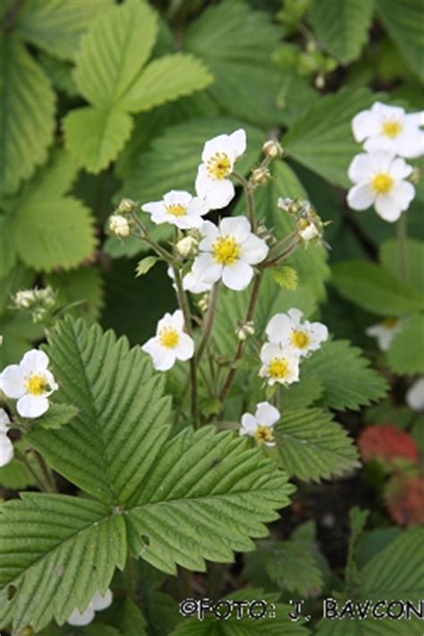 Fragaria moschata - UNIVERSITY BOTANIC GARDENS LJUBLJANA