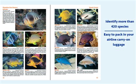 Reef Fish Identification Travel Edition 2nd Edition Caribbean