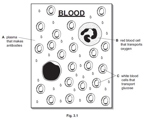 iGCSE Biology (0610)-9.4 Blood - iGCSE Style Questions Paper 4