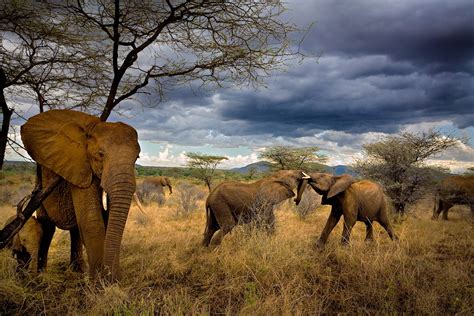 100 years of elephants: See how Nat Geo has photographed these iconic ...