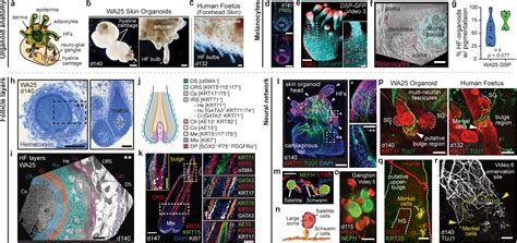 Hair Bearing Human Skin Generated Entirely From Pluripotent Stem Cells