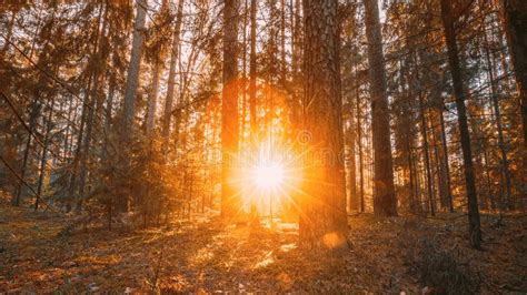 Prachtige Zonsopgang Zonneschijn In Het Zonnige Herfstbos Met