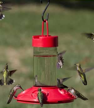 Tips For Creating A Hummingbird Habitat Nature Blog Network