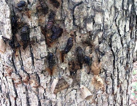 Gypsy Moth Larvae