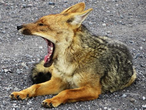 Andean Fauna, Potosi