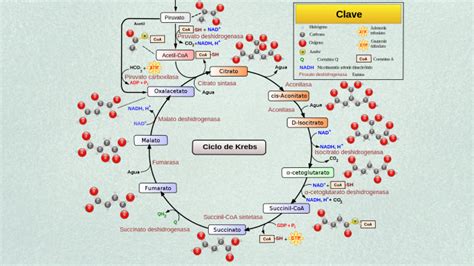 Ciclo De Krebs By Sharon Antunez On Prezi