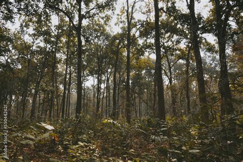 Sal Tree Shorea Robusta Forest This Is The Typical Vegetation Of The Inner Terai Chitwan